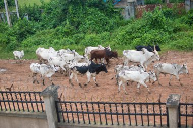 Herds of cow moving on the street in a community in Nigeria clipart