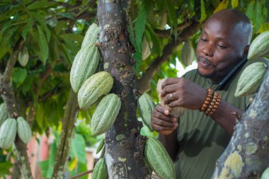 Nijeryalı mutlu bir Afrikalı erkek çiftçi, tüccar, girişimci ya da işadamı, elinde çiftlikteki bir kakao ağacına yakın durduğu için ellerinde çok sayıda Nijerya naira nakit para tutuyor.