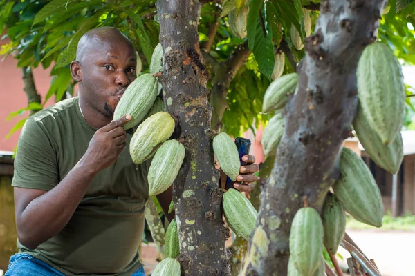 Nijeryalı mutlu bir Afrikalı erkek çiftçi, tüccar, girişimci ya da işadamı, bir çiftlikte ağacını tutarken kakao meyvesini öpüyor.