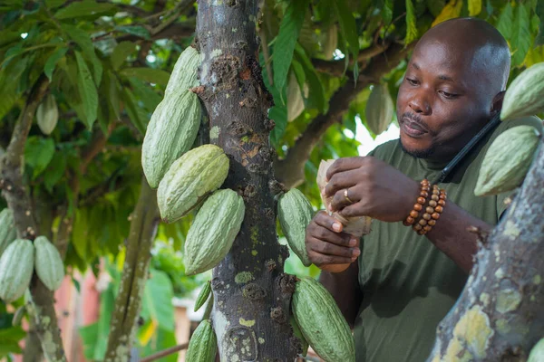 Nijeryalı mutlu bir Afrikalı erkek çiftçi, tüccar, girişimci ya da işadamı, elinde çiftlikteki bir kakao ağacına yakın durduğu için ellerinde çok sayıda Nijerya naira nakit para tutuyor.