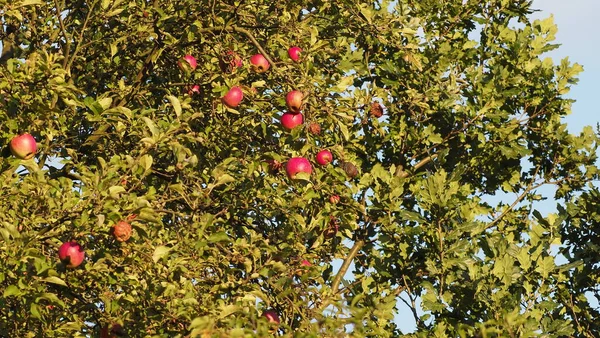 Manzanas Maduras Árbol Jardín —  Fotos de Stock