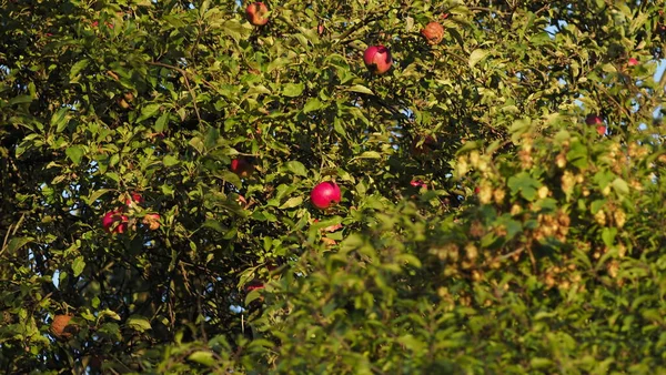 Mogna Äpplen Ett Träd Trädgården — Stockfoto