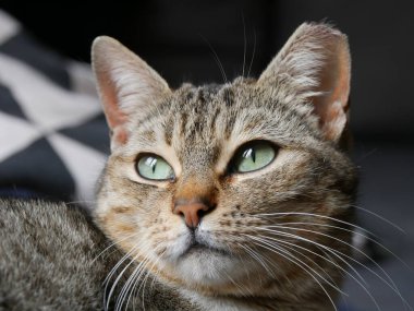 Muhteşem yeşil gözlü kedi poz veriyor.