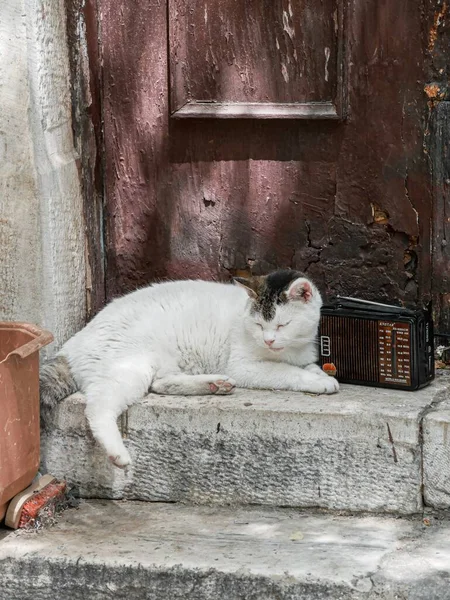 Sleepy cat with its head leaning on a radio in Athens, Greece