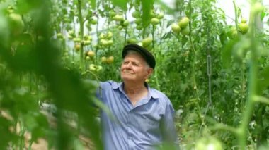 Çiftçi domates hasadını teftiş eder. Dalın üzerinde kırmızı organik domatesler var. Erkek el olgun domateslere dokunuyor. Organik tarım, sebze bahçesi.