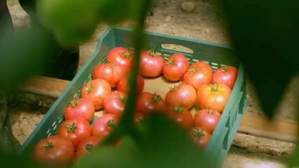 農夫はトマトの収穫を検査する 枝に赤い熟した有機トマト 熟したトマトに触れる男性の手 有機農業 野菜園 — ストック動画
