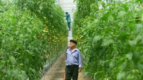 Jardinier Marche Dans Serre Toucher Tomates — Video