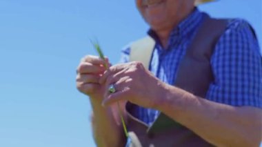 Yaşlı çiftçi buğdaya bakıyor ve ona dokunuyor.)