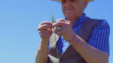 Yaşlı çiftçi buğdaya bakıyor ve ona dokunuyor.)