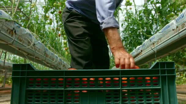 Farmer Sprawdza Uprawy Pomidorów Czerwone Dojrzałe Pomidory Organiczne Gałęzi Mężczyzna — Wideo stockowe