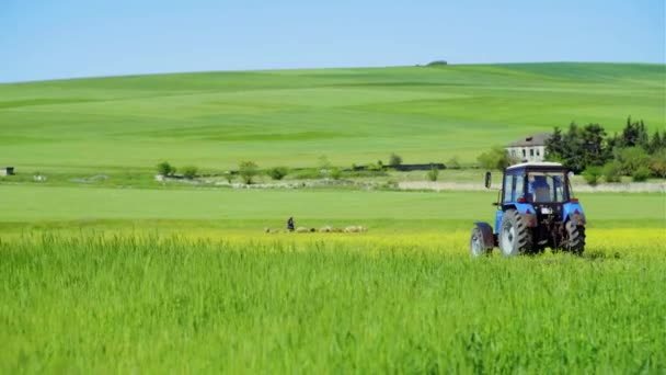 Buğday Tarlasında Traktör — Stok video
