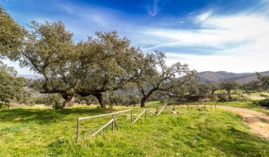 Güzel bir bahar. Meşe ağacı. Mavi gökyüzü..