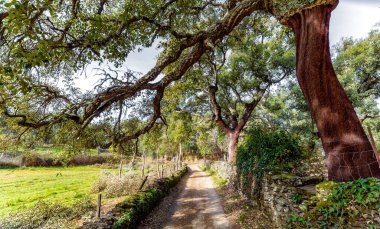 Güzel manzara Old Cork meşe ağaçları tarlası ve patika