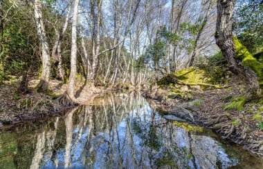 Orman nehir manzarası. Spring Forest nehri sahnesi. Orman nehir yansıması manzarası.