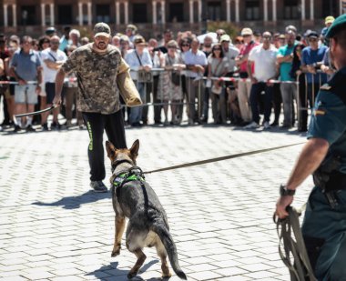 Seville, İspanya - 30 Mayıs 2019: İspanya 'nın Sevilla kentinde İspanyol Silahlı Kuvvetleri Günü sırasında eğitimli bir köpekle sivil koruma.