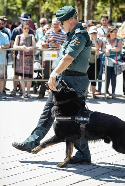 Siviglia Spagna Maggio 2019 Guardia Civile Con Cane Addestrato Durante — Foto Stock