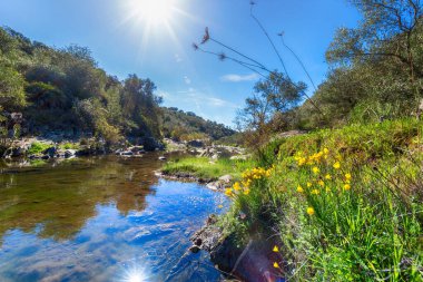 Önünde orman, nehir ve sarı çiçekler olan bir manzara. Güney İspanya 'nın güzel manzarası
