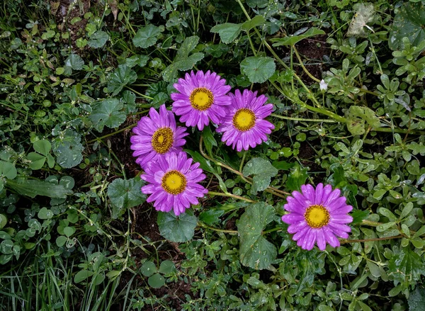 Lila Blommor Vild Narr Ovanifrån — Stockfoto