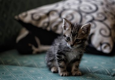 Yatakta oynayan sevimli küçük kahverengi ve siyah kedi yavrusu.