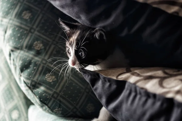 Cute Little Black White Kitten Playing Bed — Stock Photo, Image