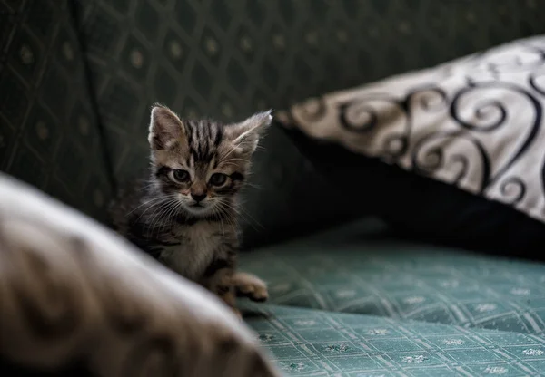 Schattig Klein Bruin Zwart Kitten Spelen Het Bed — Stockfoto