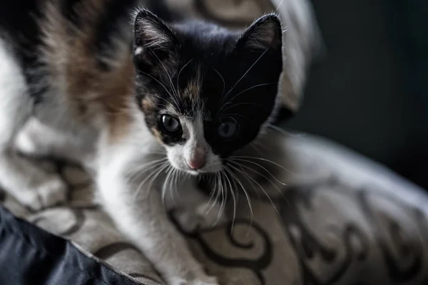 Schattig Klein Zwart Bruin Wit Kitten Spelen Het Bed — Stockfoto