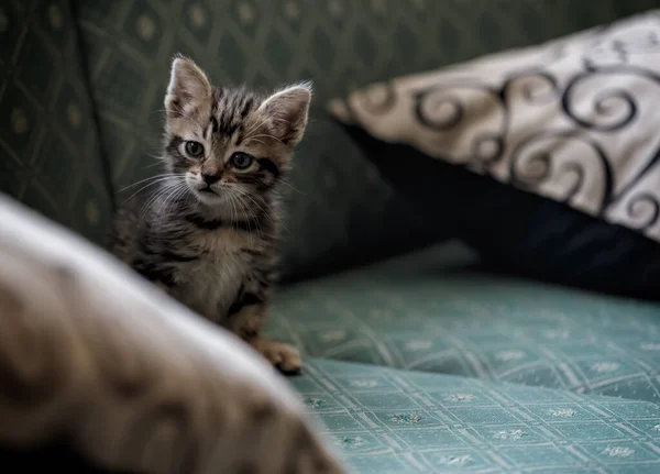 Schattig Klein Bruin Zwart Kitten Spelen Het Bed — Stockfoto