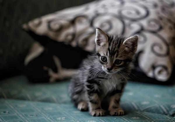 Schattig Klein Bruin Zwart Kitten Spelen Het Bed — Stockfoto