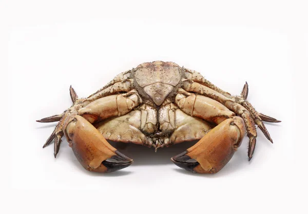 从白色背景分离出来的新鲜生食褐色海蟹 — 图库照片