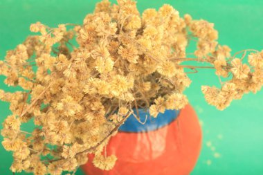 Bahçedeki güzel çiçekler