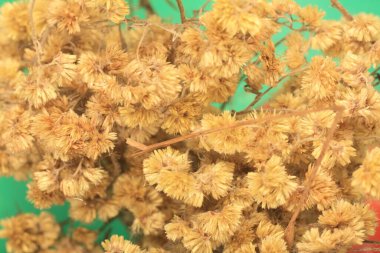 Bahçedeki güzel çiçekler