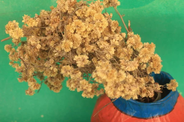 Bahçedeki güzel çiçekler