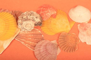 arka planda deniz kabuğu ve deniz yıldızı