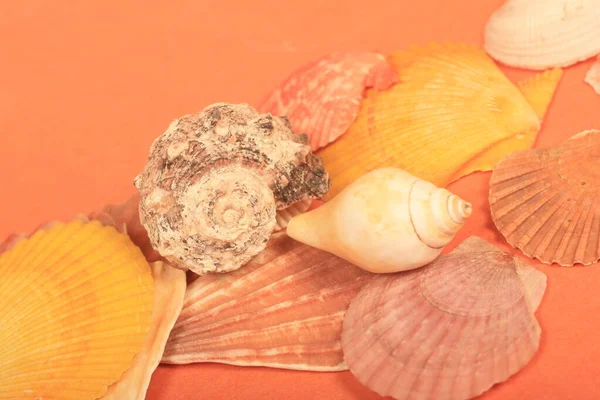 Seashell Seashells Sea — Stock Photo, Image