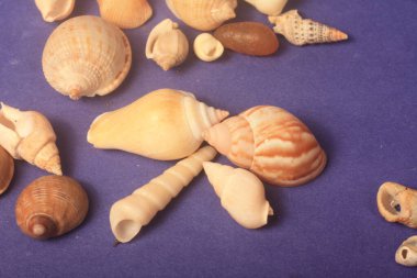 Mavi bir kağıtta deniz kabukları