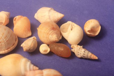 Mavi bir kağıtta deniz kabukları