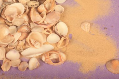 Mor arka planda kumlu deniz kabukları