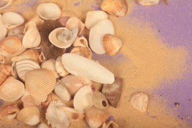 Mor arka planda kumlu deniz kabukları