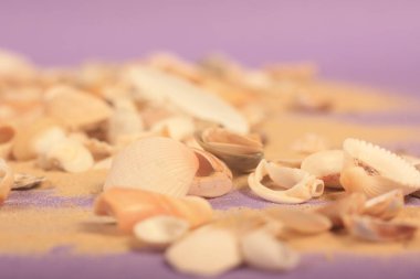 Mor arka planda kumlu deniz kabukları