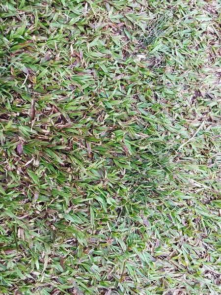 texture of green grass and dry leaves