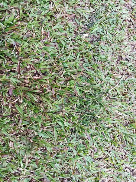 yeşil çimen dokusu arkaplanı