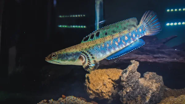 predatory fish with beautiful blue pattern in aquarium