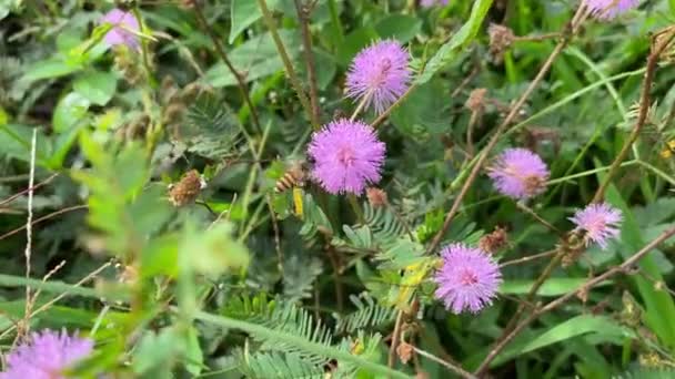 Abelha Flor Planta Sensível Mimosa Pudica Coletando Néctar Pólen Clipe — Vídeo de Stock