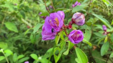Melastoma malabathricum çiçeğine daha az arı sokma, en iyi ham, saf bal üretimi, bal ürünü ve şifalı bitkiler için şarjör, bitkiler., 