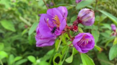 Melastoma malabathricum çiçeğine daha az arı sokma, en iyi ham, saf bal üretimi, bal ürünü ve şifalı bitkiler için şarjör, bitkiler., 