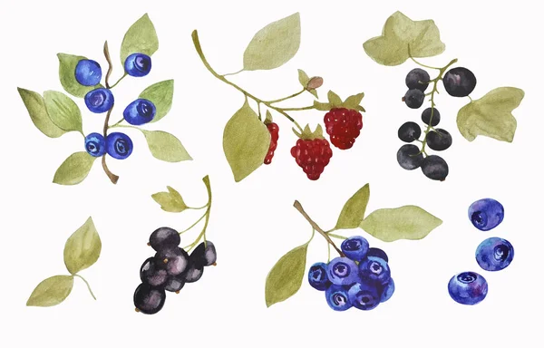 Watercolor Hand Drawn Set Forest Berries Blueberries Raspberries Currant Nine — Stockfoto