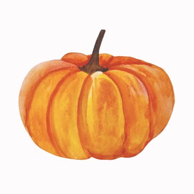 Beyaz arka plan üzerinde izole suluboya elle çizilmiş kabak