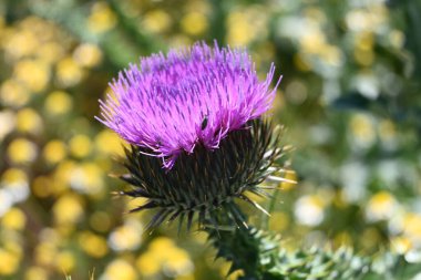 Sahada Cardoon çiçek açıyor