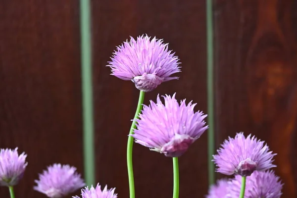 Pırasa açsın sabah güneşinin altında