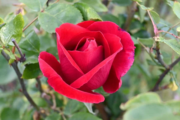 Güneşin altında kırmızı gül